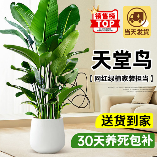 天堂鸟室内客厅绿植净化空气植物