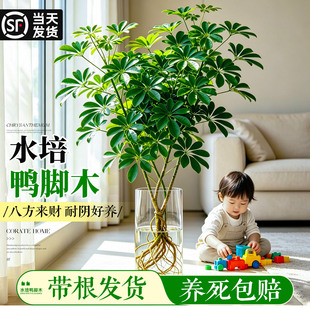 鸭脚木盆栽水培植物带根好养办公室内绿植八方来财四季常青七叶莲