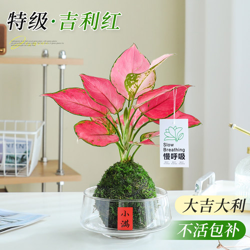 水培吉利红苔藓球办公室绿植物