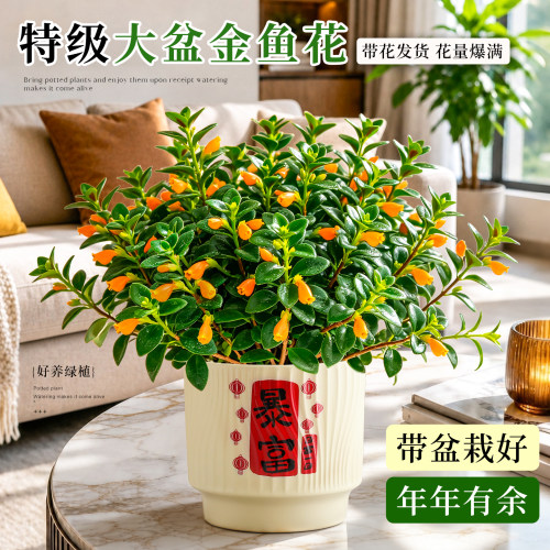 【多季开花】好养金鱼花吊兰盆栽