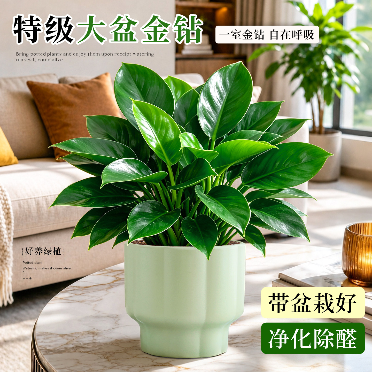 【好养活花卉】金钻绿公主盆栽图片