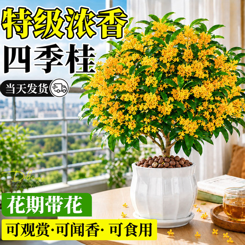 【好闻又好吃】浓香四季桂花好养