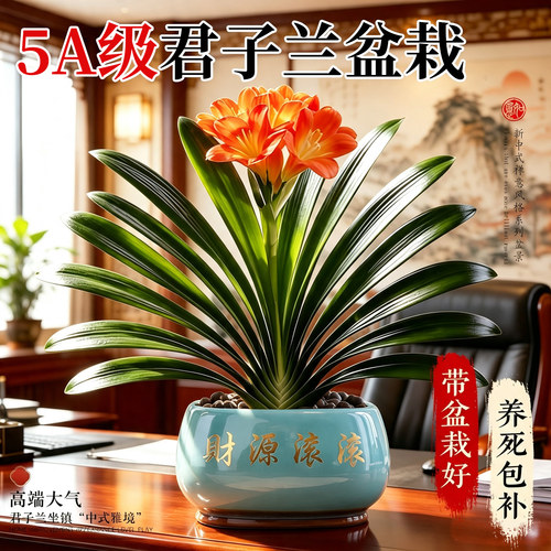 【花期带花】君子兰盆栽绿植花卉