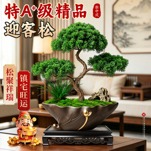 【造型真柏盆景】罗汉松招财好养