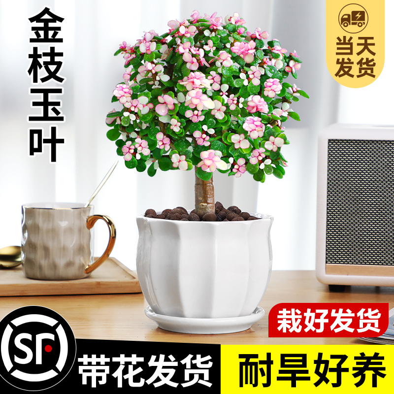 金枝玉叶盆栽多肉绿植物室内好养