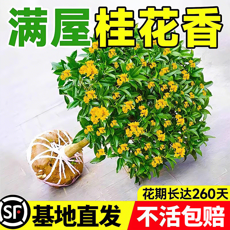桂花树苗原生大树八月金桂阳台植物四季开花庭院室外室内花卉盆栽