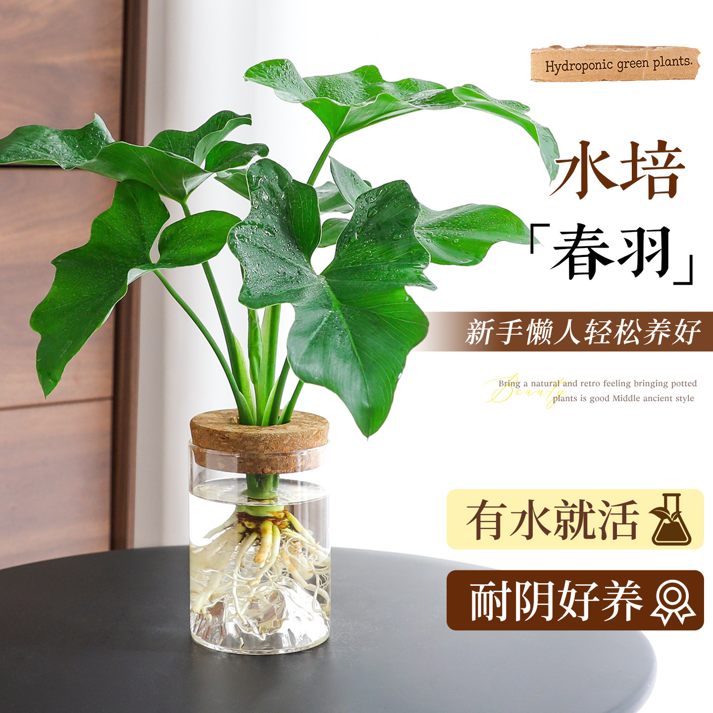 水培春羽绿植办公桌小天使盆栽耐阴好养活工位招财发财树四季常青