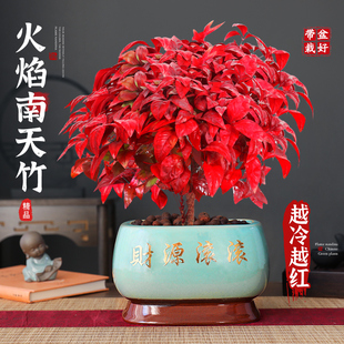 大盆火焰南天竹盆栽室内外绿植耐寒植物四季观叶好养花卉特级盆景