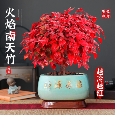 大盆火焰南天竹盆栽室内外绿植物