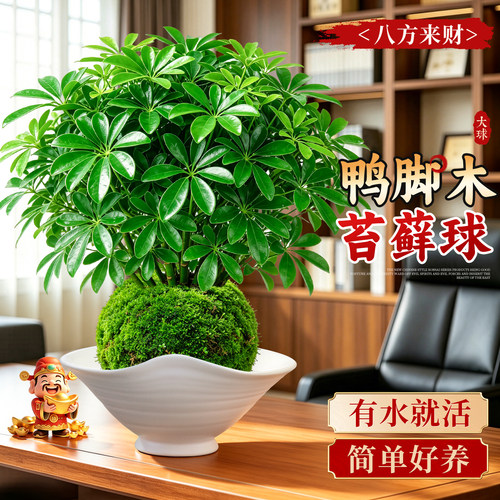 【八方来财】鸭脚木苔藓球好养