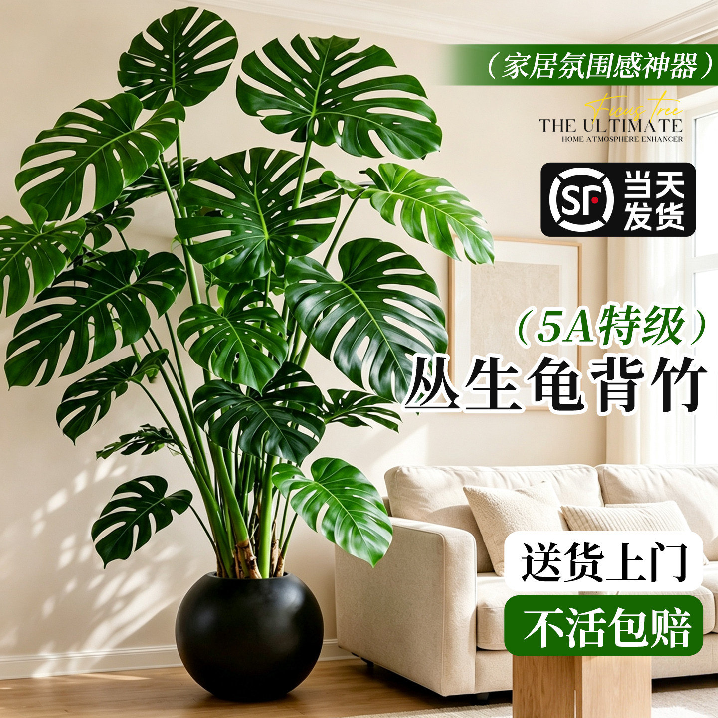 【落地龟背竹】净化除醛耐阴好养图片