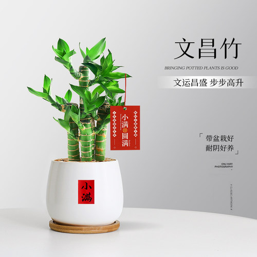 4枝文昌竹富贵竹盆栽书桌小绿植