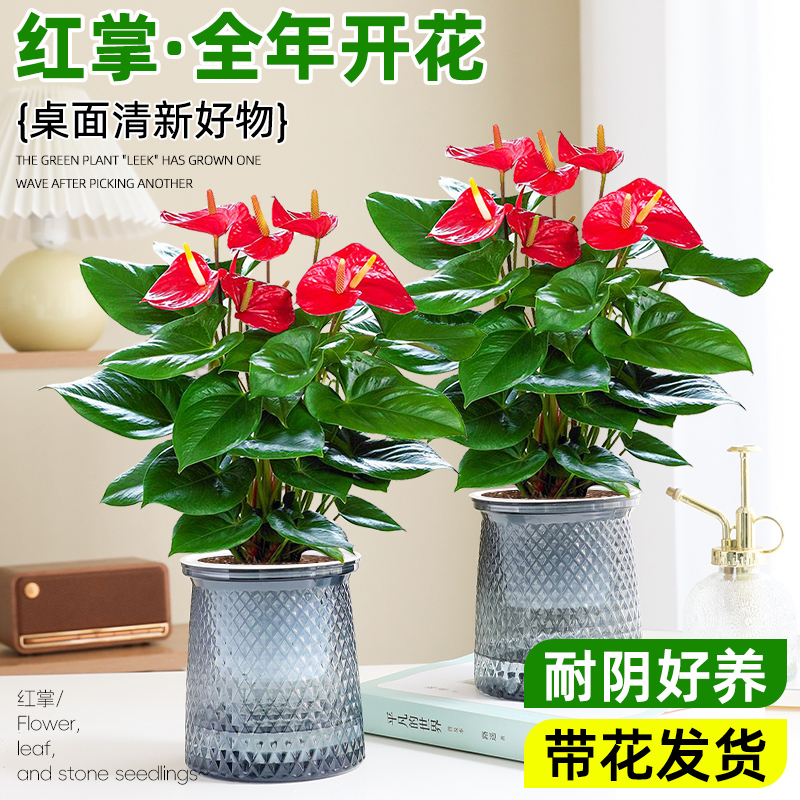 水培红掌花卉植物盆栽室内四季