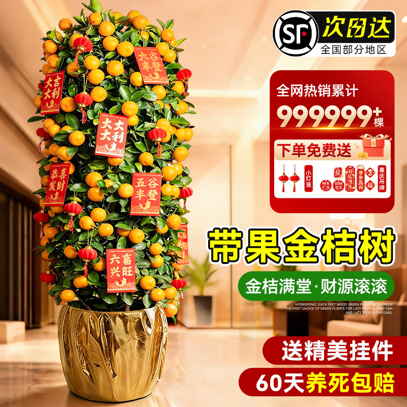 金桔树大盆栽带果年桔绿植大型植物带果大金桔树办公室内年宵花卉