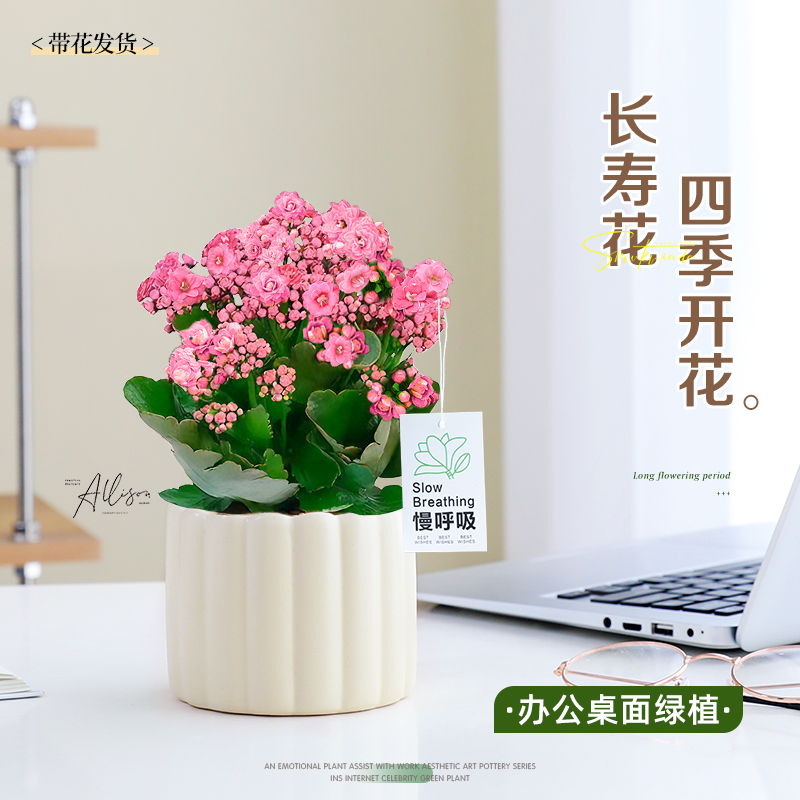 公主粉长寿花大盆栽室内好养易活