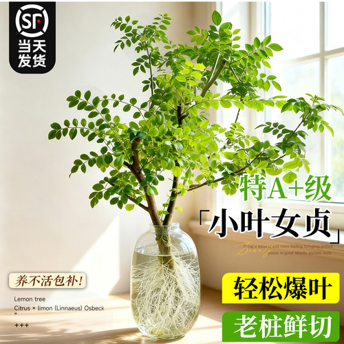 【造型老庄】小叶女贞水培好养活