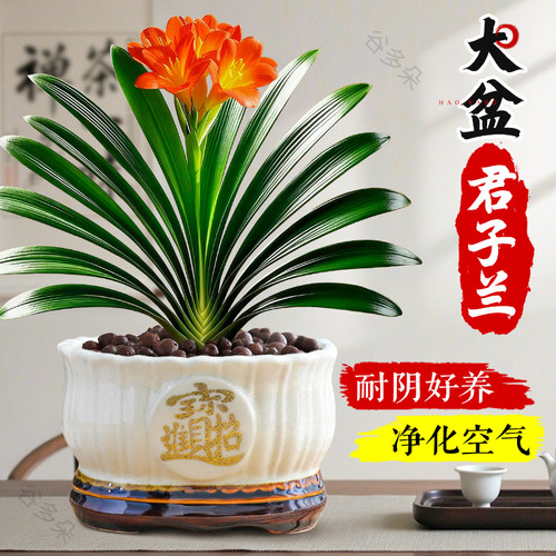 大盆君子兰盆栽名贵绿植盆景好养