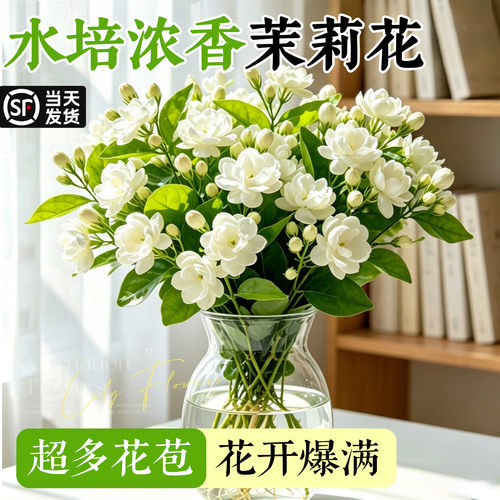 水培茉莉花植物带花苞浓香好养