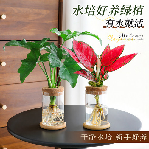【水培好养植物】发财树桌面盆栽