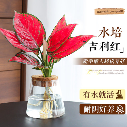 【干净水培】耐阴好养吉利红绿植