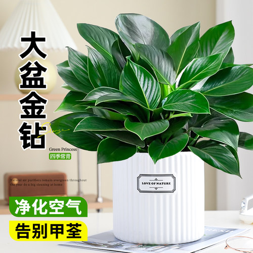 【A级大盆】金钻绿公主盆栽除醛