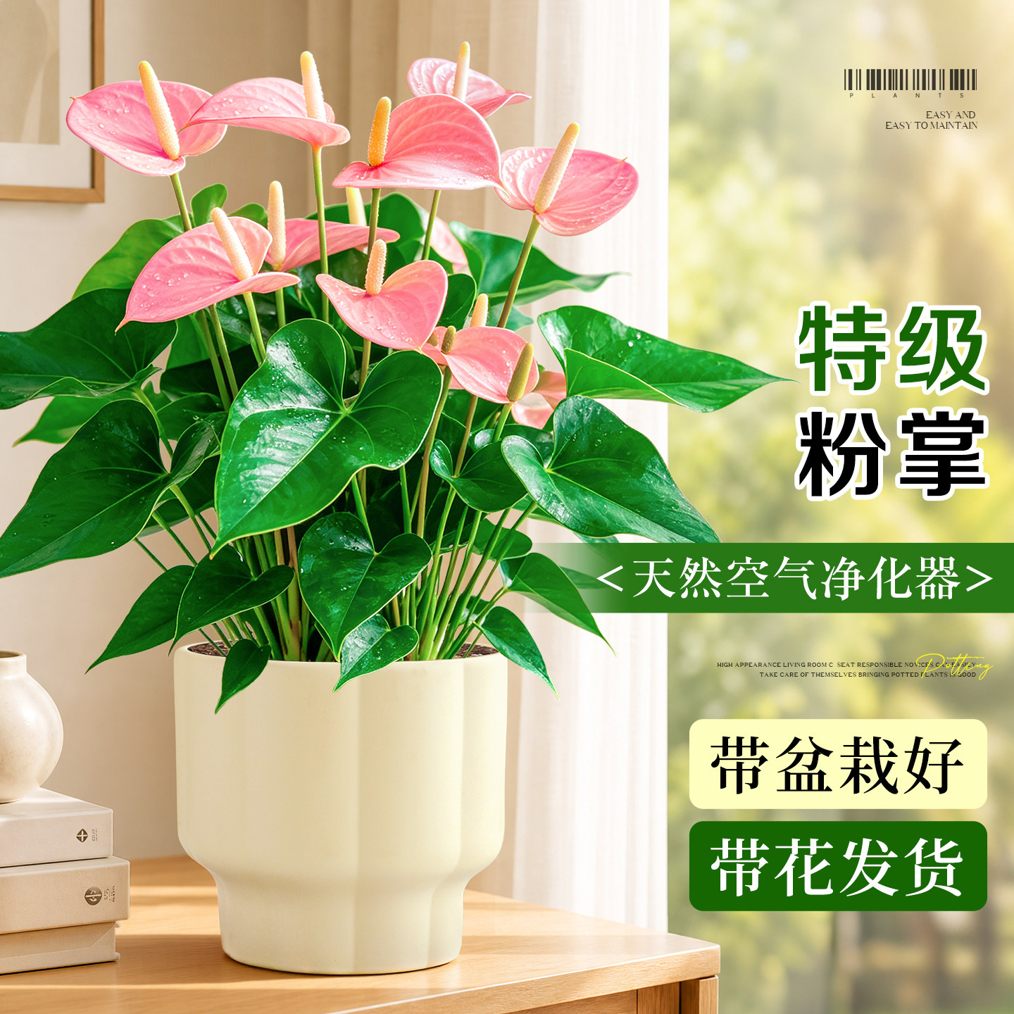 大盆特级带花粉掌盆栽客厅室内桌面绿植花卉除醛红粉佳人耐阴好养