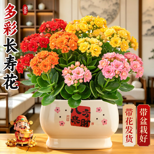 【多季开花】多彩长寿花带花苞