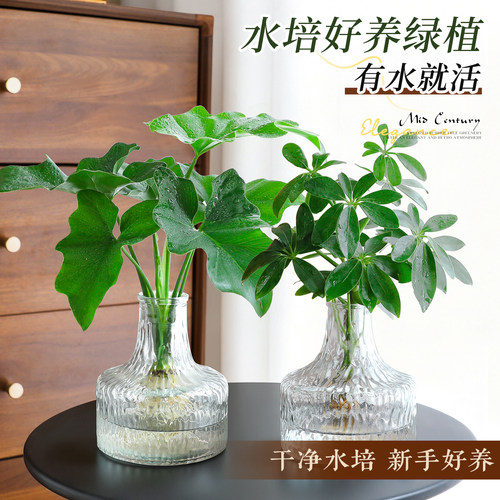 【水培好养绿植】招财鸭脚木盆栽