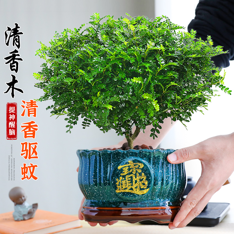 正宗清香胡椒木盆栽绿植驱蚊盆景