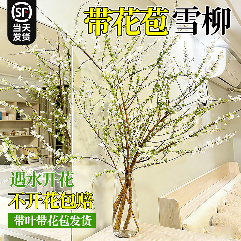 【带叶带花苞雪柳】水培绿植花卉