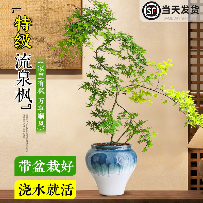 流泉枫造型盆栽室内客厅四季好养