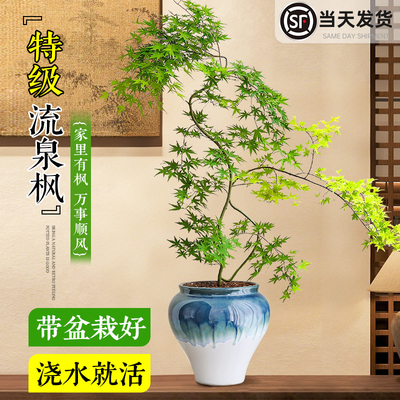 流泉枫造型盆栽室内客厅四季好养