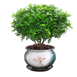 驱蚊草盆栽清香胡椒木植物千里眼室内花卉九里香盆景净化空气绿植