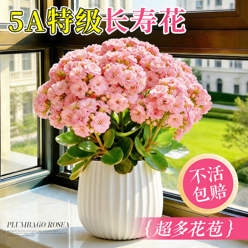 长寿花盆栽四季好养重瓣变色龙