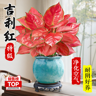特级吉利红盆栽室内绿植四季红火