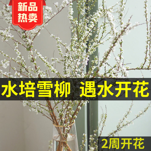 干枝雪柳多少钱 干枝雪柳价格 小麦优选