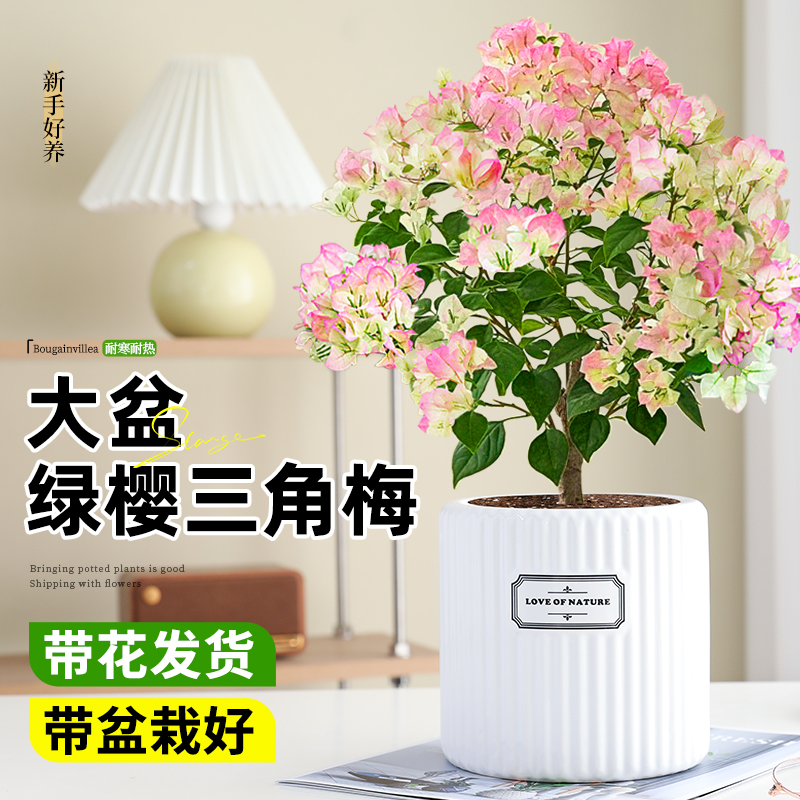 绿樱三角梅盆栽带花老桩大苗花卉