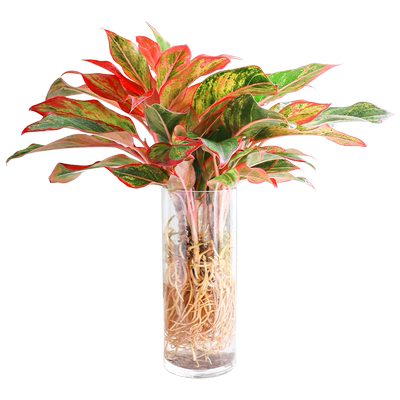 水培万年红绿植盆栽室内四季好养