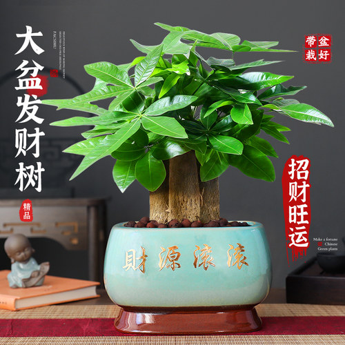 特级三杆发财树绿植盆栽招财植物