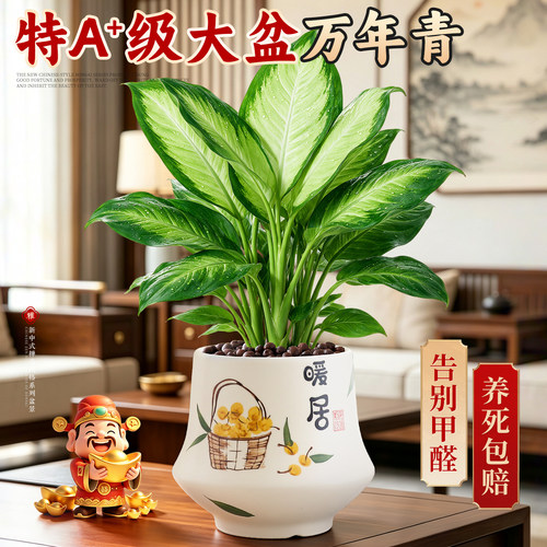【拒绝二手烟】大盆万年青好养活