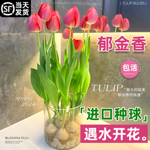 进口郁金香种球水培植物室内绿植盆栽花卉水仙百合四季 开花好养活