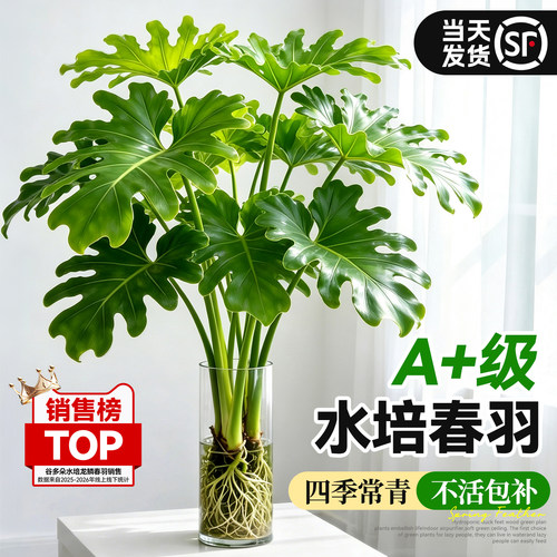 【特A级老桩】水培春羽耐阴好养