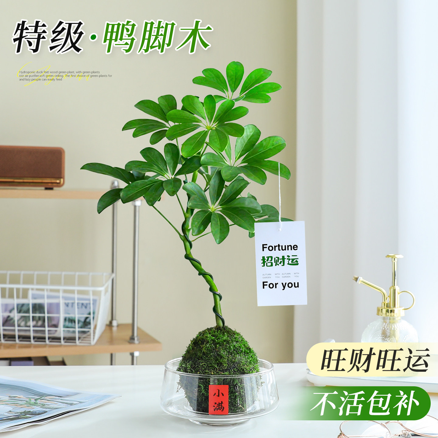 水培造型鸭脚木苔藓球办公室桌面绿植八方来财招财鸭掌木净化空气 - 实物图
