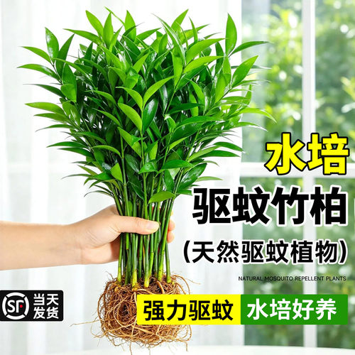 【天然驱蚊植物】水培竹柏盆好养