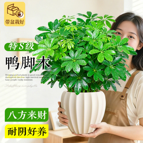 特级大盆鸭脚木盆栽室内招财绿植