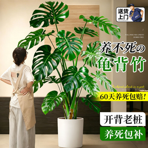 老桩龟背竹客厅绿植室内大型盆栽