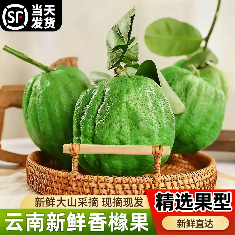 云南高山香橼果新鲜食用佛手水培