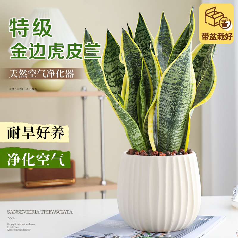 金边虎皮兰绿植室内除醛好养盆栽