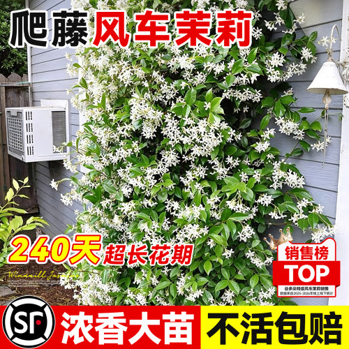 爬藤风车茉莉带花大苗老桩浓香