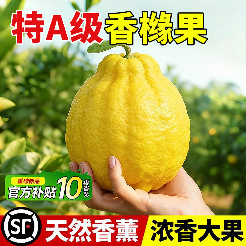 香橼鲜果水培绿植物办公桌面佛手柑香薰天然新鲜闻香葫芦摆件可食